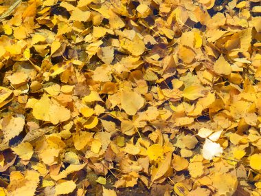 Halı temiz su altında yaprakların.