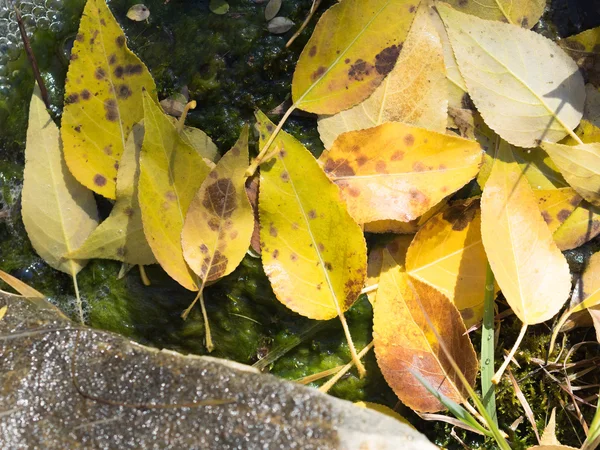 Dywan z liści z wodą i zielony śluz. — Zdjęcie stockowe