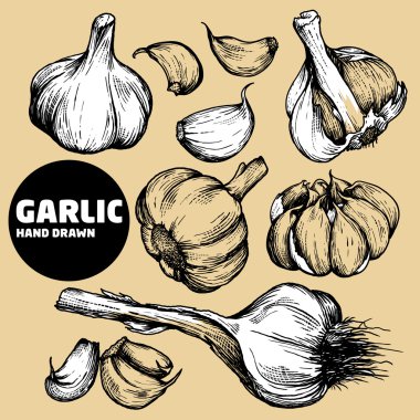 sarımsak el vektör - stok görüntü çizimi