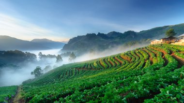 Strawberry field at doi angkhang mountain, chiang mai, thailand.