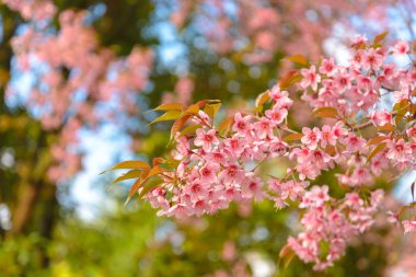 Close up branch of pink cherry blossom.