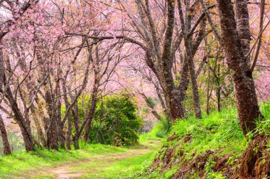 kiraz çiçeği yolu chiang Mai, Tayland