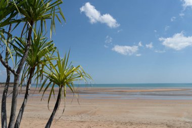 Kumsaldaki Pandanus ağaçları