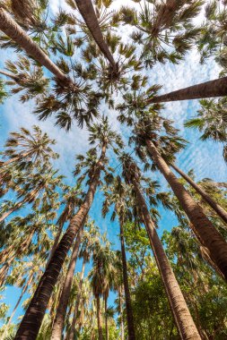 Mataranka 'da yükselen palmiye ağaçları