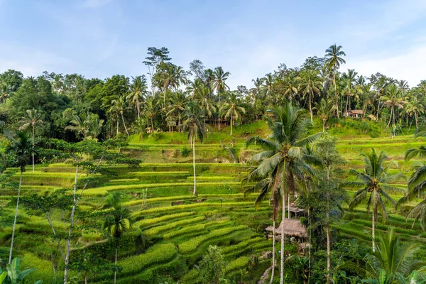 Terrazza di riso Tegallalang a Ubud, Bali — Foto Stock