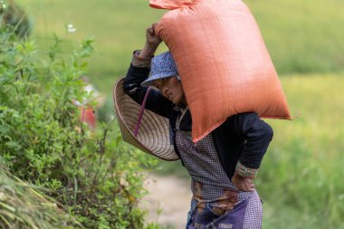 Çiftçi taze toplanmış pirinç dolu bir çanta taşıyor.
