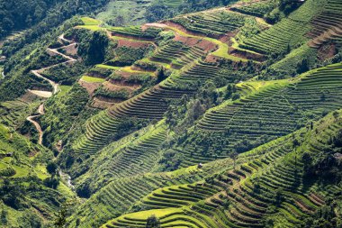 Ha Giang 'da pirinç terasları.