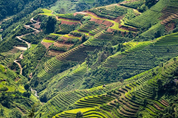 Terrazze di riso a Ha Giang — Foto Stock