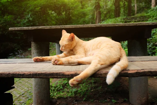 橙色的猫在公园的木制长椅上休息和睡觉 — 图库照片