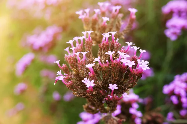 草原で自然の日光とバイオレットベルベナの花を咲かせます — ストック写真