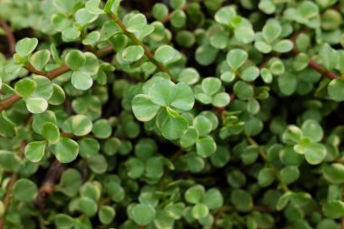 Çöl parkında ve kaktüs bahçesinde çiçek açan sulu bitkiler ve yeşil yapraklar. Fil Çalılığı veya Portekiz Afrası Kahverengi sünger taşı üzerinde