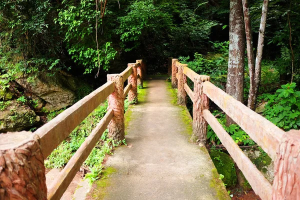 Selva Tropical Con Musgo Verde Setas Cubren Crecen Puente Cemento — Foto de Stock