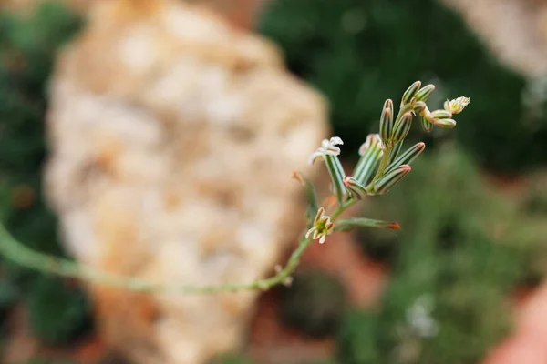 Piękne Bloming Białe Dzikie Kwiaty Pola Wiosną Naturalne Światło Słoneczne — Zdjęcie stockowe