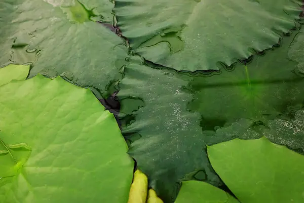 Lótus Fresco Folhas Verdes Com Luz Solar Lagoa Lírio Água — Fotografia de Stock