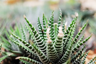 Çiçek açan sarı kaktüsler çöl parkında ve sulu bahçede. Kahverengi sünger taşında büyüyen Zebra Haworonthia Attennuata.