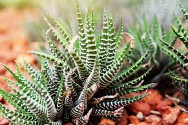 Çiçek açan sarı kaktüsler çöl parkında ve sulu bahçede. Kahverengi sünger taşında büyüyen Zebra Haworonthia Attennuata.