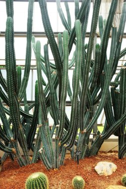 Çiçek açan sarı kaktüsler çöl parkında ve sulu bahçede. Kahverengi sünger taşında Euphorbia Nehri Triangularis yetişiyor..