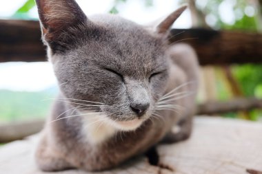 Tatlı gri kedi uyuyor ve doğal bahçedeki ağaç kütüğünde dinleniyor.