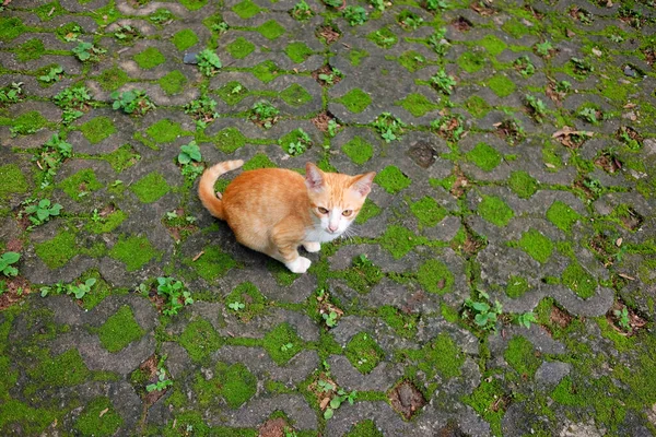 かわいいオレンジストライプの猫は熱帯の庭でコンクリートの床に座って楽しんでいます 自由の中で幸せになる 自然生活 — ストック写真