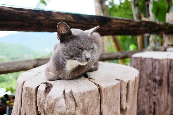 Gato Cinza Bonito Dormindo Amd Relaxante Toco Árvore Jardim Natural — Fotografia de Stock