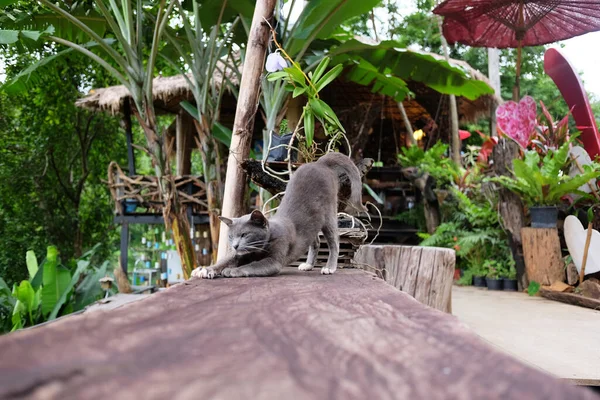 Lindo Gato Gris Agradable Relajante Tocón Árbol Jardín Natural — Foto de Stock