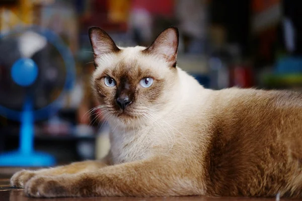 Siamese Cat Συνεδρίαση Και Χαλαρώσετε Στο Ξύλινο Πάτωμα Στο Σπίτι — Φωτογραφία Αρχείου