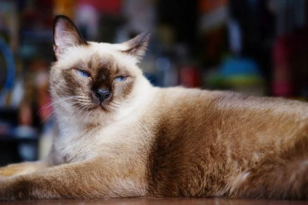 Siamese Cat Συνεδρίαση Και Χαλαρώσετε Στο Ξύλινο Πάτωμα Στο Σπίτι — Φωτογραφία Αρχείου