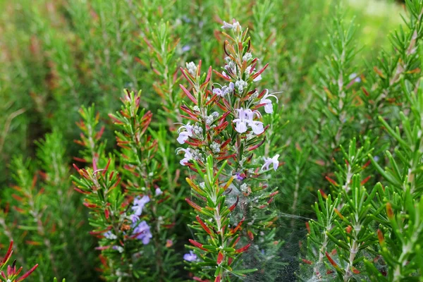 Champ Fleurs Sauvages Pourpres Fleurs Avec Toile Araignée Rosée Matinale — Photo