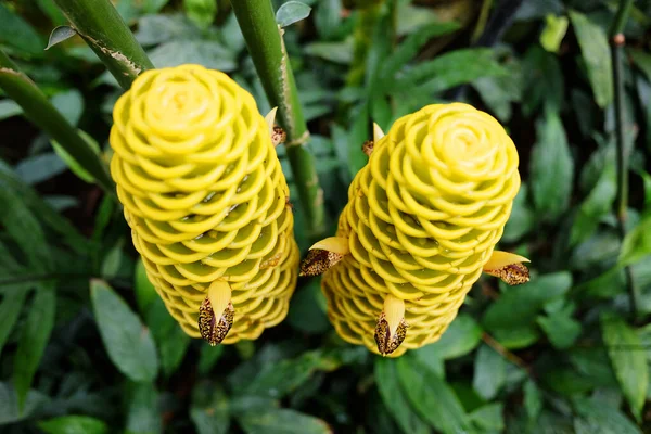 Fleurissement Jaune Zingiber Spectabile Griff Dans Jardin Tropical Rainfores — Photo