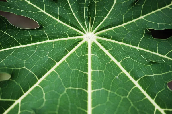 Textura Verde Natural Papaia Deixar Fundo — Fotografia de Stock