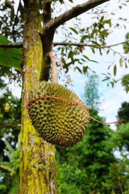 Young Durian, Tayland 'da tropikal tarım ve bahçelerde yetişen bir tarımsal meyvedir.