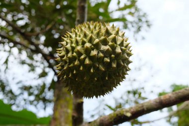 Tayland 'da bir tarımsal meyve bahçesinde genç Durian