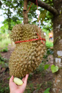 Young Durian, Tayland 'da tropikal bahçede yetişen bir tarım meyvesi.