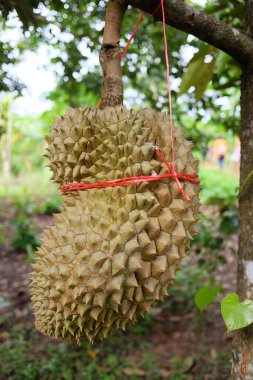 Tayland 'da bir tarımsal meyve bahçesinde genç Durian