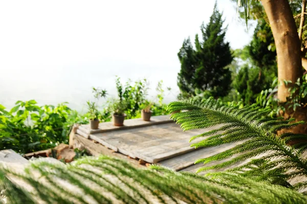 Floreciente Vegetación Con Ramo Hojas Pino Con Luz Natural Jardín — Foto de Stock