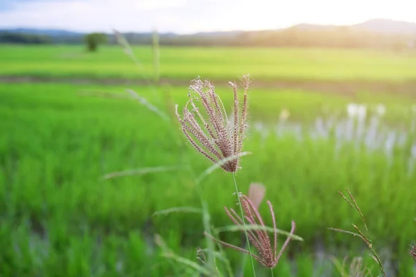 Beautuful Landscape Flowers Greenery Glass Field Meadow Natural Sunlight Green — Stock Photo, Image