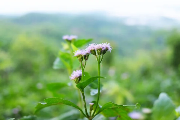 Blooming Purple Glass Flowers Greenery Natural Sunlight Valley Mountain Destination — Stock Photo, Image