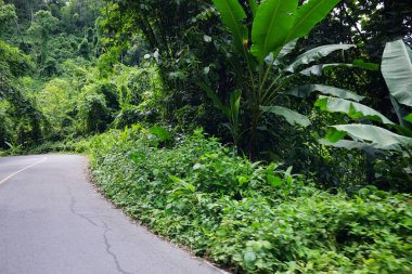 Tayland 'ın kırsal kesimindeki dağdaki tropikal ormanda virajlı yol