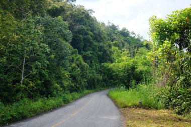 Tayland 'ın kırsal kesimindeki dağdaki tropikal ormanda virajlı yol