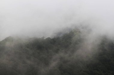 Vadi dağlarındaki ormandaki sis ve sisin varış yeri ve cenneti. Tayland 'daki tropikal yağmur ormanlarının hava manzarası.