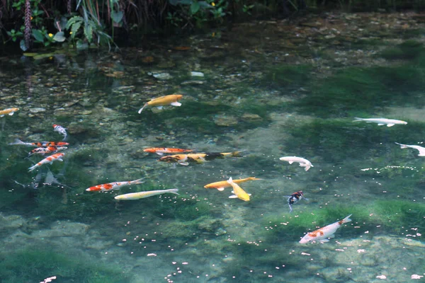 Hermosos Peces Carpas Colores Nadando Arroyo Tropical Natural Estanque Bosque —  Fotos de Stock