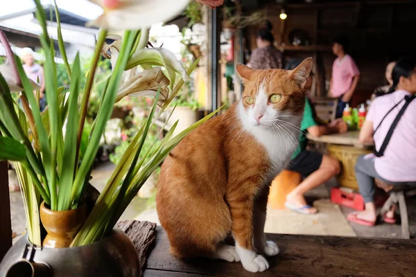 Kanchanaburi Tailandia Septiembre 2017 Lindo Gato Naranja Sentado Una Mesa — Foto de Stock