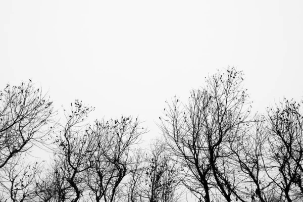 秋には木の枝のシルエット 白地に分離された抽象的な枝と葉 — ストック写真