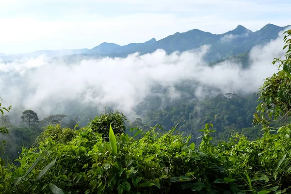 渓谷の山の上のジャングルの中の霧と霧の目的地と楽園 タイ王国における熱帯雨林の雨季の空中ビュー — ストック写真