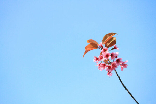 Beautiful pink cherry blossoms or Wild Himalayan cherry (Prunus cerasoides) flowers in blue sky.