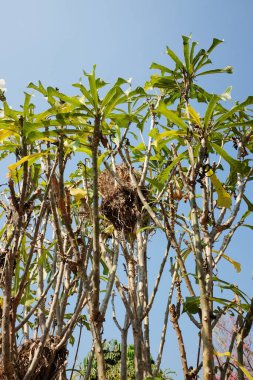 Nest of birds on a tall tree in blue sky