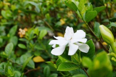 Beautiful blooming white hardenia jasminoides flower bush and green buds in tropical garden. Copy space