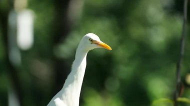 Beyaz Akbalıkçıllı kuş çim tarlasında vahşi yaşam. Tropikal bahçede güneş ışığı.