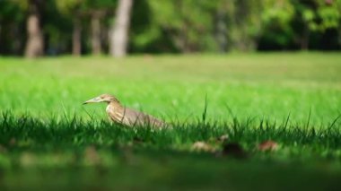 Göçmen kuşlar bataklıktaki çimenlikte yiyecek arıyorlar.