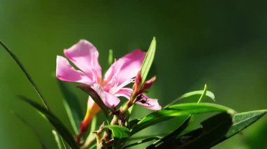 Rüzgarda açan pembe çiçek ve güneş ışığı